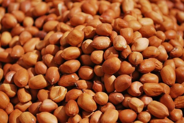 Peanut Groundnut Seeds