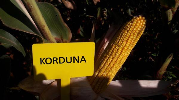 Stability Star: Korduna Yellow Maize Cob