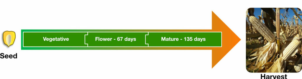 Immunity Star lifecycle: vegetative, flowering - 67 days, mature - 135 days