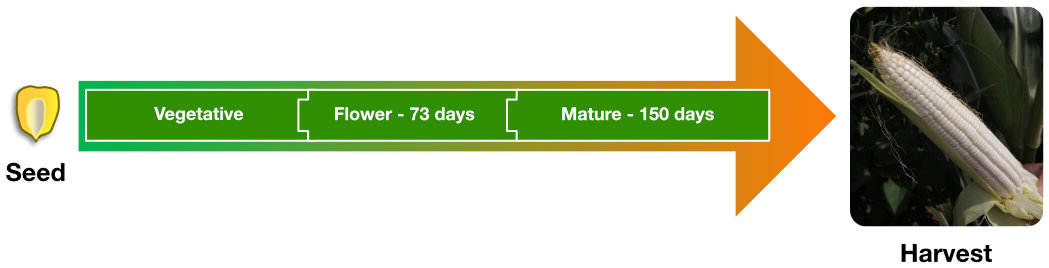 Yield Star lifecycle: vegetative, flowering - 73 days, mature - 150 days